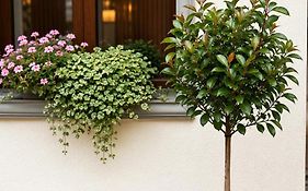 Dallure House&Boutique Brasov Nicolae Balcescu 10